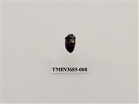 藏品(星琉璃盾椿象)的圖片